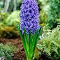 Vítáme jaro s hyacinty Vítáme jaro s hyacinty
